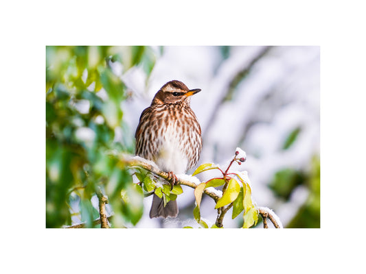 Redwing Bird